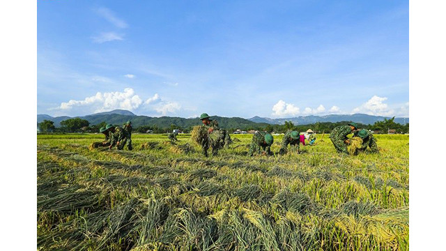La beauté surprenante de la « Saison d'or » dans le champ de Muong Thanh ảnh 8
