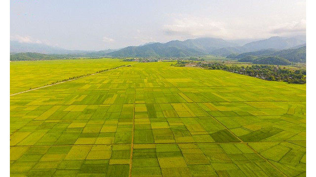 La beauté surprenante de la « Saison d'or » dans le champ de Muong Thanh ảnh 1