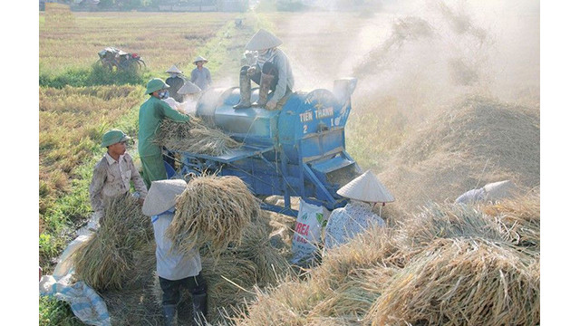 La beauté surprenante de la « Saison d'or » dans le champ de Muong Thanh ảnh 17
