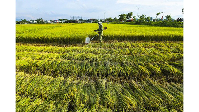 La beauté surprenante de la « Saison d'or » dans le champ de Muong Thanh ảnh 5