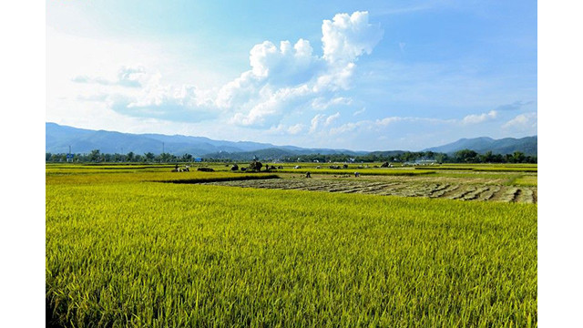 La beauté surprenante de la « Saison d'or » dans le champ de Muong Thanh ảnh 18