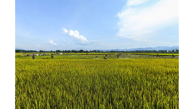 La beauté surprenante de la « Saison d'or » dans le champ de Muong Thanh ảnh 3
