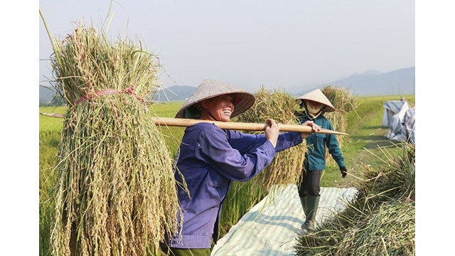 La beauté surprenante de la « Saison d'or » dans le champ de Muong Thanh ảnh 12
