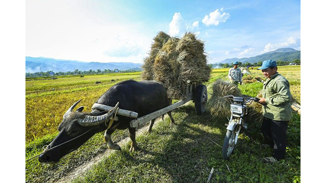 La beauté surprenante de la « Saison d'or » dans le champ de Muong Thanh ảnh 15