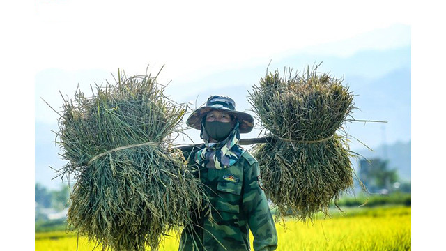 La beauté surprenante de la « Saison d'or » dans le champ de Muong Thanh ảnh 13
