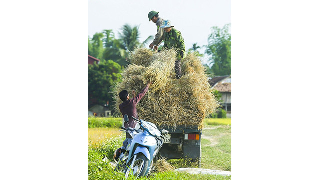 La beauté surprenante de la « Saison d'or » dans le champ de Muong Thanh ảnh 14