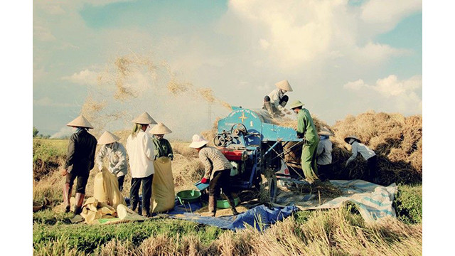 La beauté surprenante de la « Saison d'or » dans le champ de Muong Thanh ảnh 16