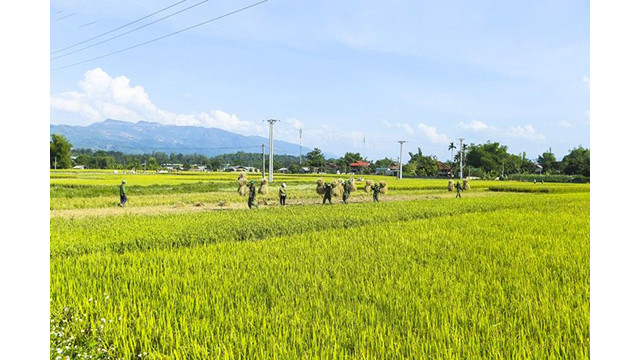 La beauté surprenante de la « Saison d'or » dans le champ de Muong Thanh ảnh 11