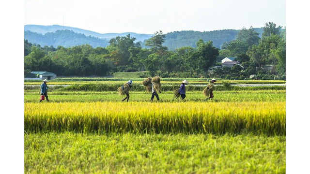 La beauté surprenante de la « Saison d'or » dans le champ de Muong Thanh ảnh 4
