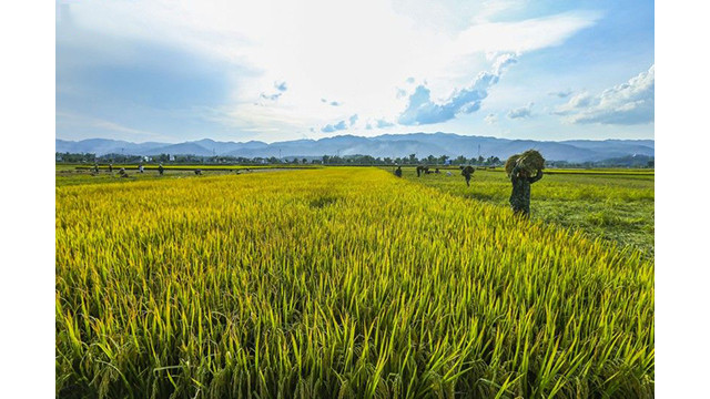 La beauté surprenante de la « Saison d'or » dans le champ de Muong Thanh ảnh 2