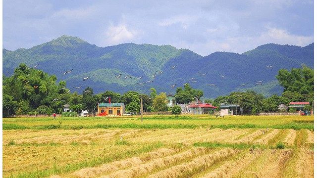 La beauté surprenante de la « Saison d'or » dans le champ de Muong Thanh ảnh 19
