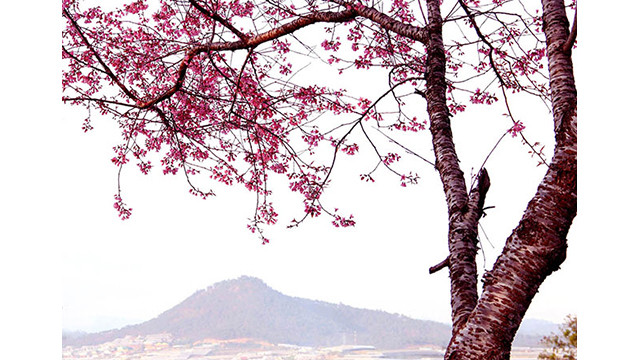 Les fleurs de cerisier illuminent la ville montagneuse de Dà Lat ảnh 9