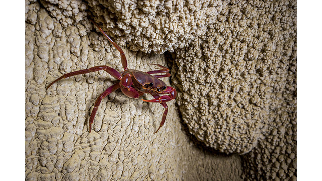 Admirez les splendides stalactites dans la grotte Nà La à Lang Son ảnh 1 Admirez les splendides stalactites dans la grotte Nà La à Lang Son ảnh 1