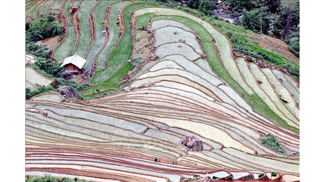 Les rizières en terrasse, peintures pittoresques de Son La ảnh 5