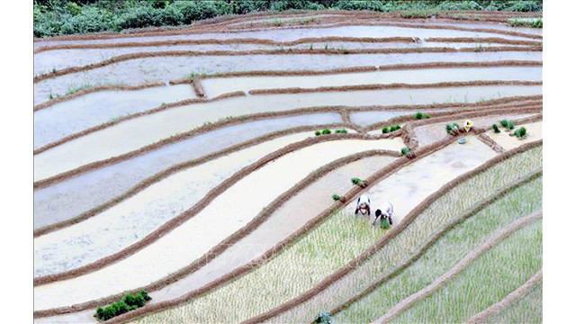 Les rizières en terrasse, peintures pittoresques de Son La ảnh 7