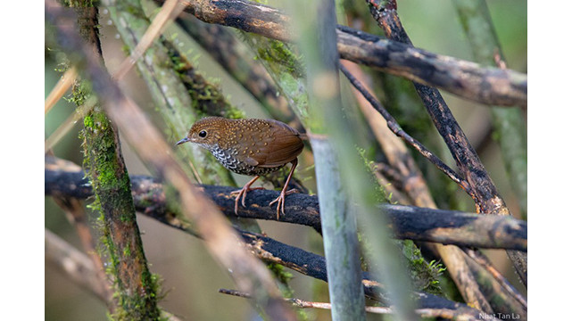 Contempler les oiseaux rares dans le parc national de Hoàng Liên ảnh 8 Contempler les oiseaux rares dans le parc national de Hoàng Liên ảnh 8