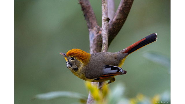 Contempler les oiseaux rares dans le parc national de Hoàng Liên ảnh 2 Contempler les oiseaux rares dans le parc national de Hoàng Liên ảnh 2
