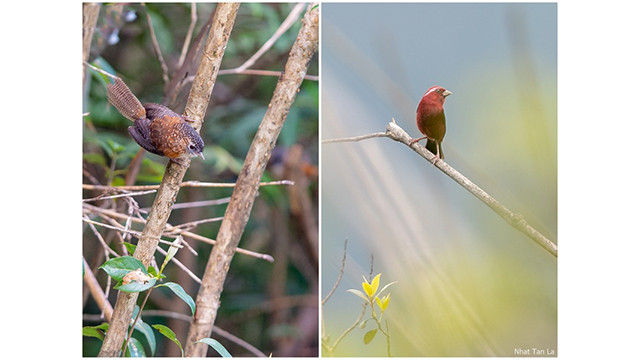 Contempler les oiseaux rares dans le parc national de Hoàng Liên ảnh 6 Contempler les oiseaux rares dans le parc national de Hoàng Liên ảnh 6
