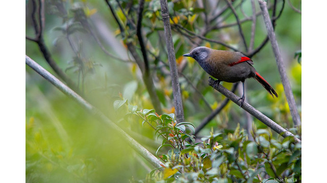 Contempler les oiseaux rares dans le parc national de Hoàng Liên ảnh 4 Contempler les oiseaux rares dans le parc national de Hoàng Liên ảnh 4