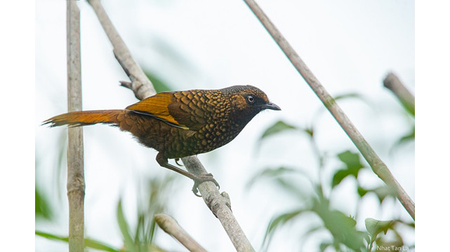 Contempler les oiseaux rares dans le parc national de Hoàng Liên ảnh 3 Contempler les oiseaux rares dans le parc national de Hoàng Liên ảnh 3