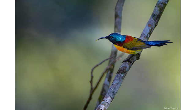 Contempler les oiseaux rares dans le parc national de Hoàng Liên ảnh 7 Contempler les oiseaux rares dans le parc national de Hoàng Liên ảnh 7