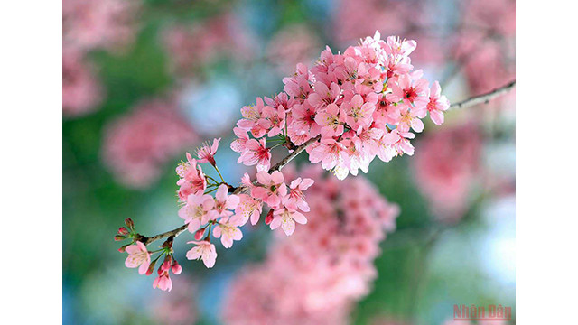 Beautés printanières de Dà Lat ảnh 6