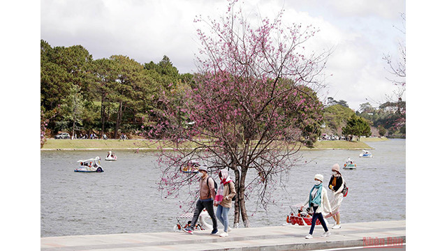 Beautés printanières de Dà Lat ảnh 5