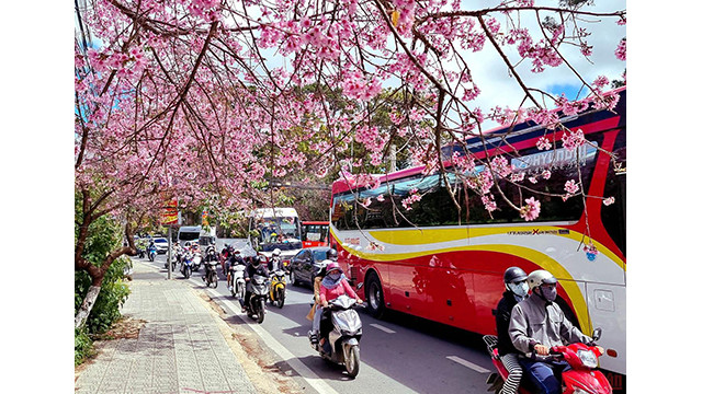 Beautés printanières de Dà Lat ảnh 1