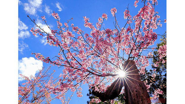 Beautés printanières de Dà Lat ảnh 7