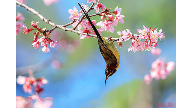 Beautés printanières de Dà Lat ảnh 9