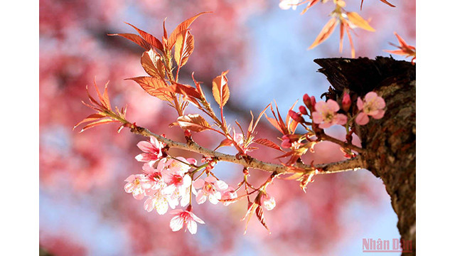 Beautés printanières de Dà Lat ảnh 12