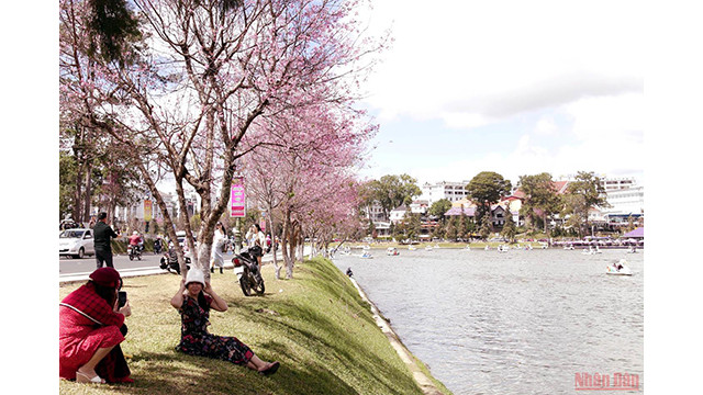 Beautés printanières de Dà Lat ảnh 8