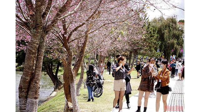 Beautés printanières de Dà Lat ảnh 2