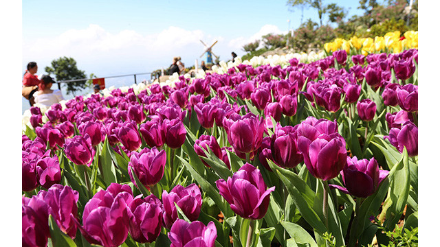 Les tulipes du mont Bà Den ảnh 6 Les tulipes du mont Bà Den ảnh 6