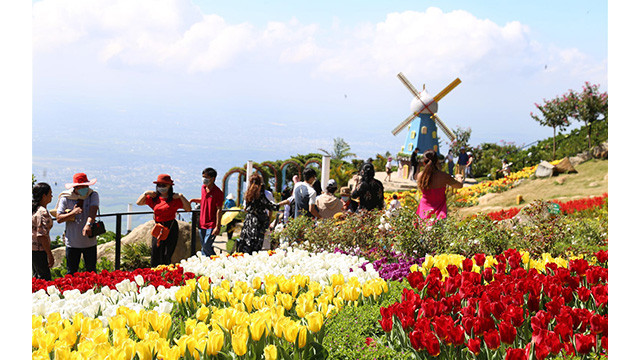 Les tulipes du mont Bà Den ảnh 7 Les tulipes du mont Bà Den ảnh 7