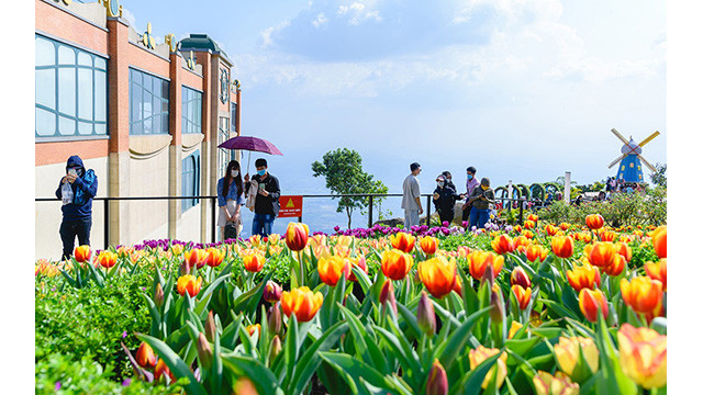 Les tulipes du mont Bà Den ảnh 4 Les tulipes du mont Bà Den ảnh 4