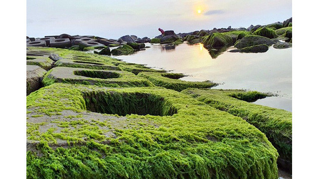 Les visiteurs affluent pour prendre des photos à Phu Yên ảnh 5 Les visiteurs affluent pour prendre des photos à Phu Yên ảnh 5