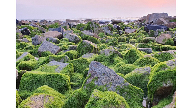 Les visiteurs affluent pour prendre des photos à Phu Yên ảnh 3 Les visiteurs affluent pour prendre des photos à Phu Yên ảnh 3