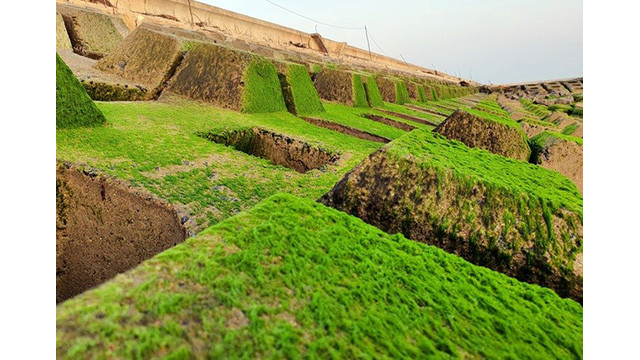 Les visiteurs affluent pour prendre des photos à Phu Yên ảnh 7 Les visiteurs affluent pour prendre des photos à Phu Yên ảnh 7