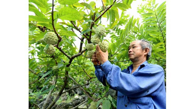 Lang Son : saison de récolte des pommes cannelles ảnh 2