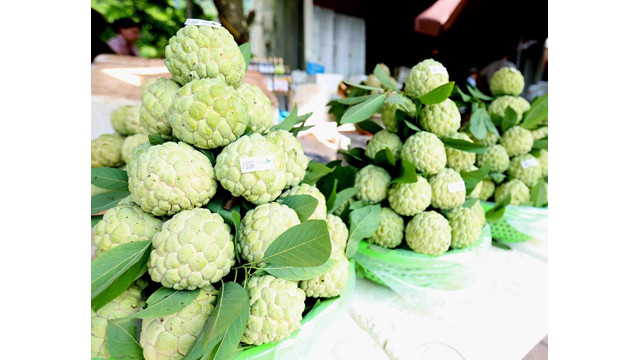 Lang Son : saison de récolte des pommes cannelles ảnh 8