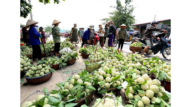 Lang Son : saison de récolte des pommes cannelles ảnh 9
