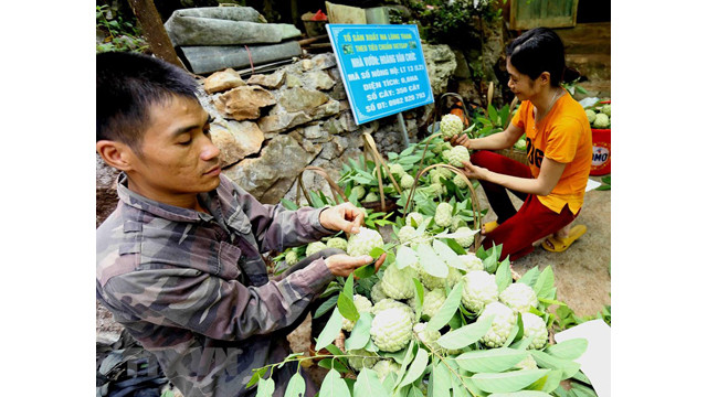 Lang Son : saison de récolte des pommes cannelles ảnh 6
