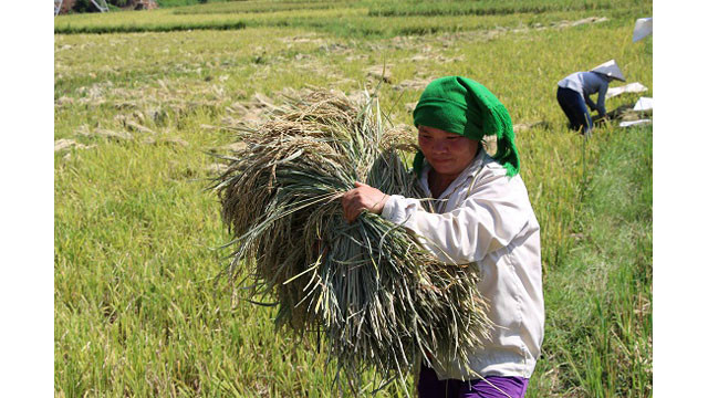 Saison de récolte du riz dans l'un des plus grands champs de rizières de la région du Nord-Ouest ảnh 2 Saison de récolte du riz dans l'un des plus grands champs de rizières de la région du Nord-Ouest ảnh 2