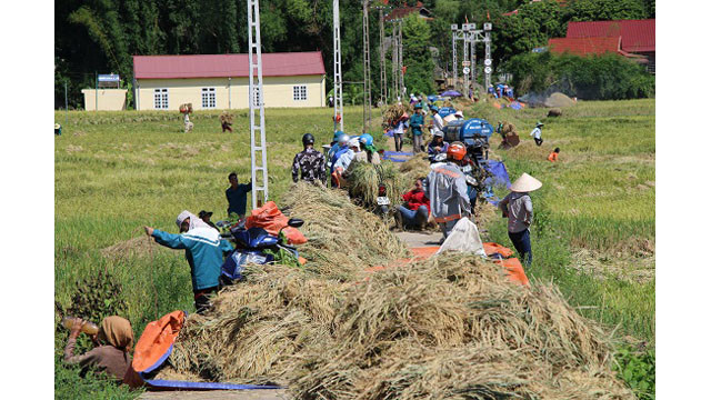 Saison de récolte du riz dans l'un des plus grands champs de rizières de la région du Nord-Ouest ảnh 6 Saison de récolte du riz dans l'un des plus grands champs de rizières de la région du Nord-Ouest ảnh 6