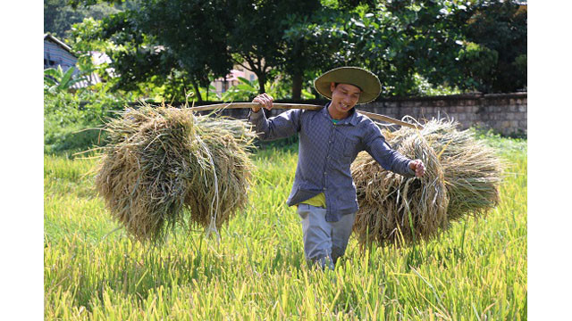 Saison de récolte du riz dans l'un des plus grands champs de rizières de la région du Nord-Ouest ảnh 4 Saison de récolte du riz dans l'un des plus grands champs de rizières de la région du Nord-Ouest ảnh 4