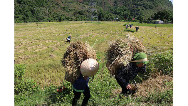 Saison de récolte du riz dans l'un des plus grands champs de rizières de la région du Nord-Ouest ảnh 3 Saison de récolte du riz dans l'un des plus grands champs de rizières de la région du Nord-Ouest ảnh 3