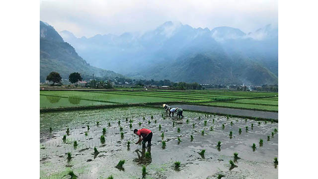 Des visiteurs étrangers trouvent du plaisir à contempler la beauté paisible de Mai Châu ảnh 3 Des visiteurs étrangers trouvent du plaisir à contempler la beauté paisible de Mai Châu ảnh 3