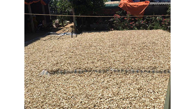 Originalité du marché de l’ail à Ly Son ảnh 3 Originalité du marché de l’ail à Ly Son ảnh 3