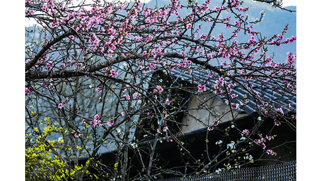 Fleurs printanières au plateau calcaire de Hà Giang ảnh 11 Fleurs printanières au plateau calcaire de Hà Giang ảnh 11